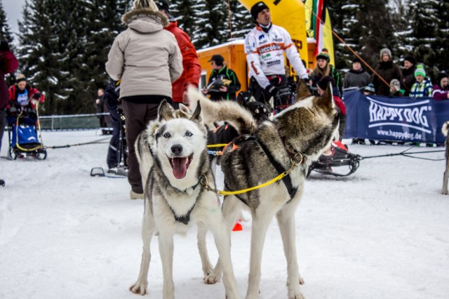 dogsleds09