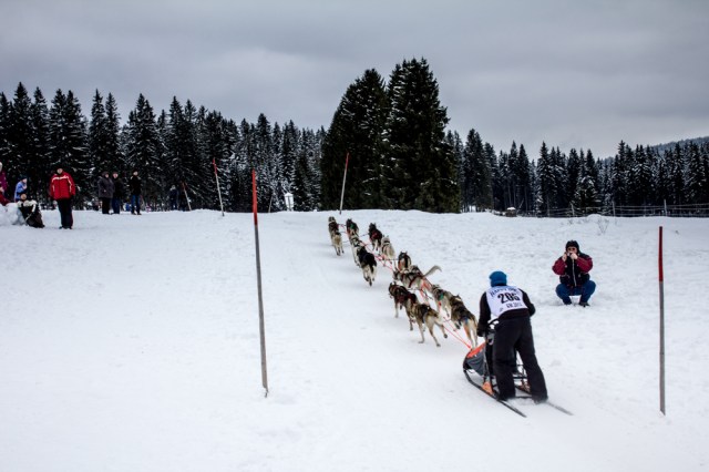 dogsleds21