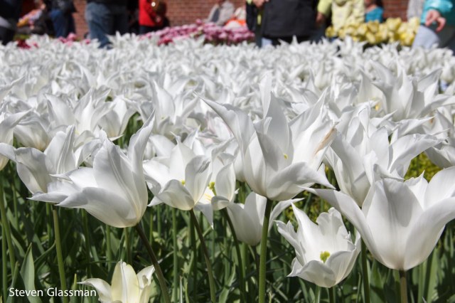 keukenhof-19