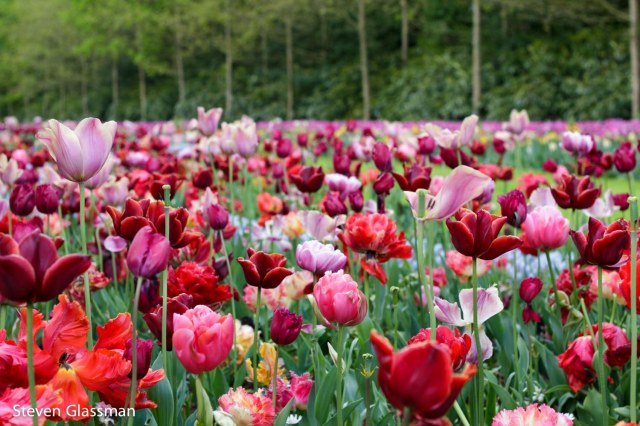 keukenhof-4