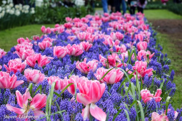 keukenhof-5