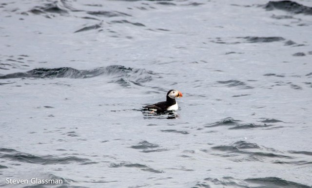 puffins-2