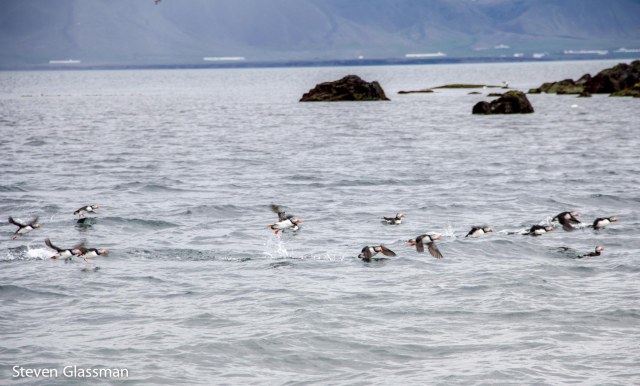 puffins-3