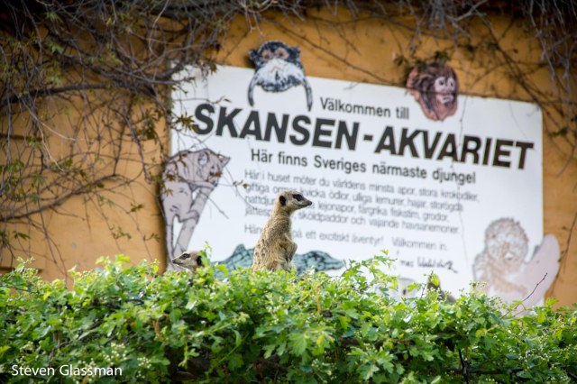 skansen-12