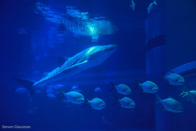 osaka-aquarium-10