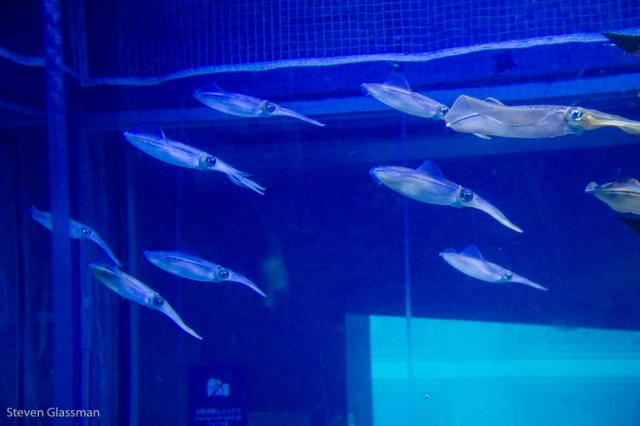 osaka-aquarium-13
