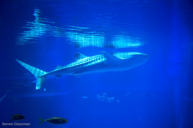 osaka-aquarium-9